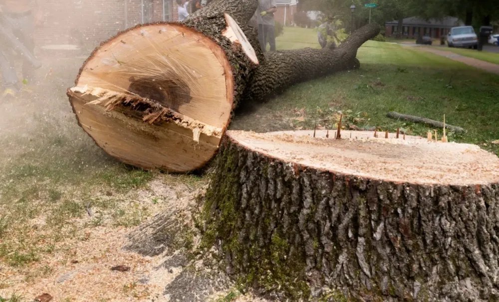 arbre coupé